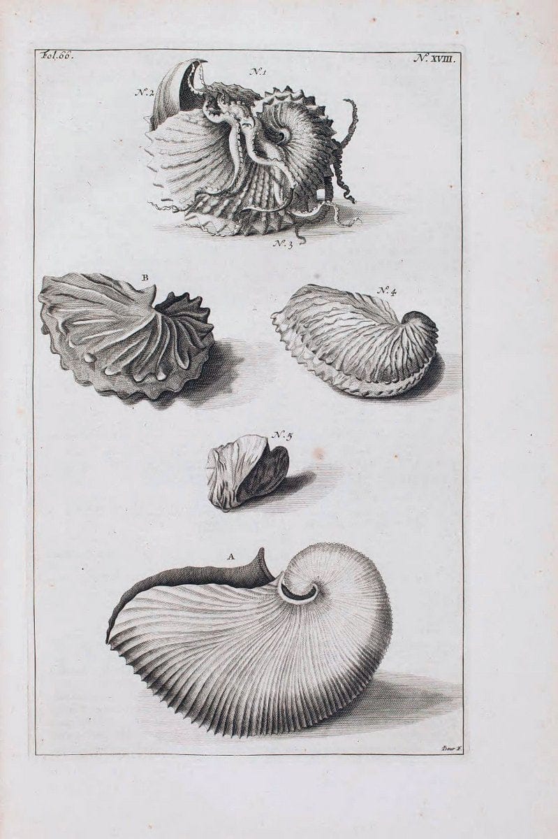 D'Amboinsche Rariteitkamer .  :.T'Amsterdam :Gedrukt by FrancÃŒÂ§ois Halma,1705. | Crustacea "Early works to 1800" Indonesia Maluku Mineralogy Mollusks "Museums Victoria" | Vintage Reproduction 465537