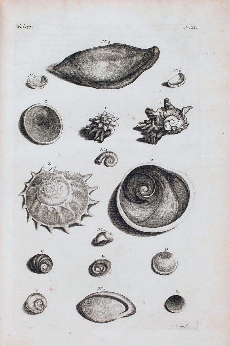 D'Amboinsche Rariteitkamer .  :.T'Amsterdam :Gedrukt by FrancÃŒÂ§ois Halma,1705. | Crustacea "Early works to 1800" Indonesia Maluku Mineralogy Mollusks "Museums Victoria" | Vintage Reproduction 465539