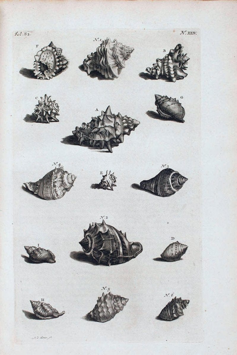 D'Amboinsche Rariteitkamer .  :.T'Amsterdam :Gedrukt by FrancÃŒÂ§ois Halma,1705. | Crustacea "Early works to 1800" Indonesia Maluku Mineralogy Mollusks "Museums Victoria" | Vintage Reproduction 465543