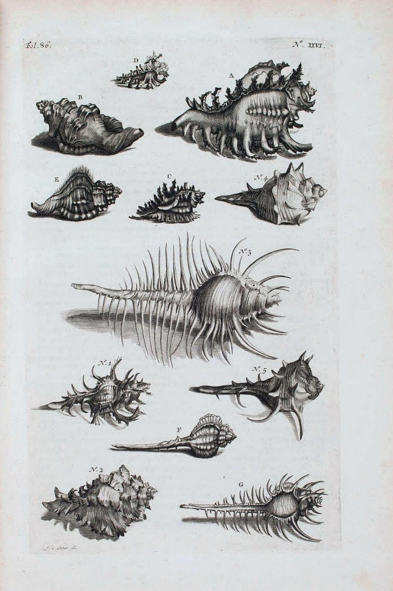 D'Amboinsche Rariteitkamer .  :.T'Amsterdam :Gedrukt by FrancÃŒÂ§ois Halma,1705. | Crustacea "Early works to 1800" Indonesia Maluku Mineralogy Mollusks "Museums Victoria" | Vintage Reproduction 465545