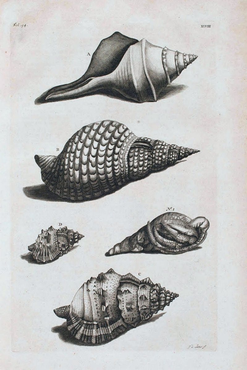 D'Amboinsche Rariteitkamer .  :.T'Amsterdam :Gedrukt by FrancÃŒÂ§ois Halma,1705. | Crustacea "Early works to 1800" Indonesia Maluku Mineralogy Mollusks "Museums Victoria" | Vintage Reproduction 465547