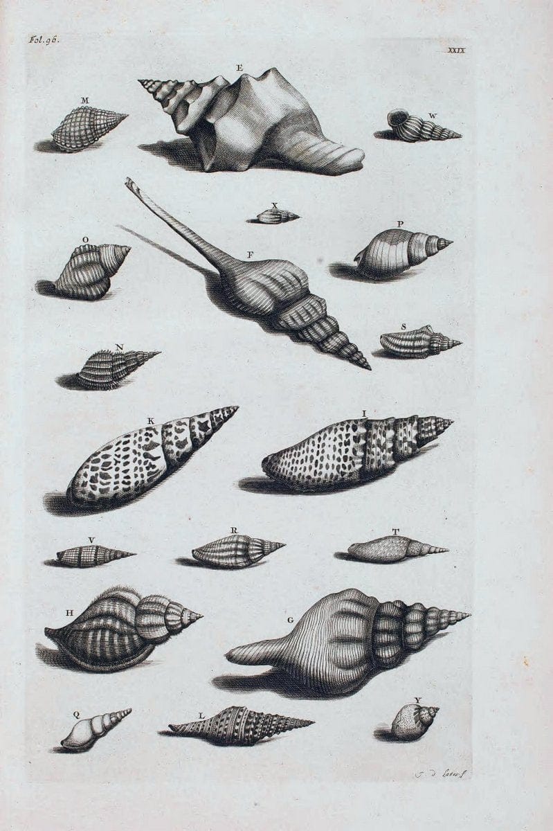 D'Amboinsche Rariteitkamer .  :.T'Amsterdam :Gedrukt by FrancÃŒÂ§ois Halma,1705. | Crustacea "Early works to 1800" Indonesia Maluku Mineralogy Mollusks "Museums Victoria" | Vintage Reproduction 465548