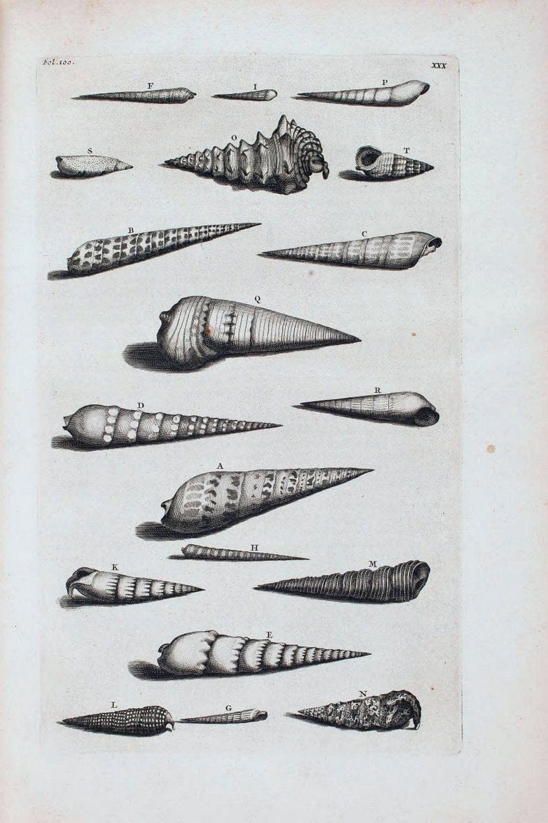 D'Amboinsche Rariteitkamer .  :.T'Amsterdam :Gedrukt by FrancÃŒÂ§ois Halma,1705. | Crustacea "Early works to 1800" Indonesia Maluku Mineralogy Mollusks "Museums Victoria" | Vintage Reproduction 465549