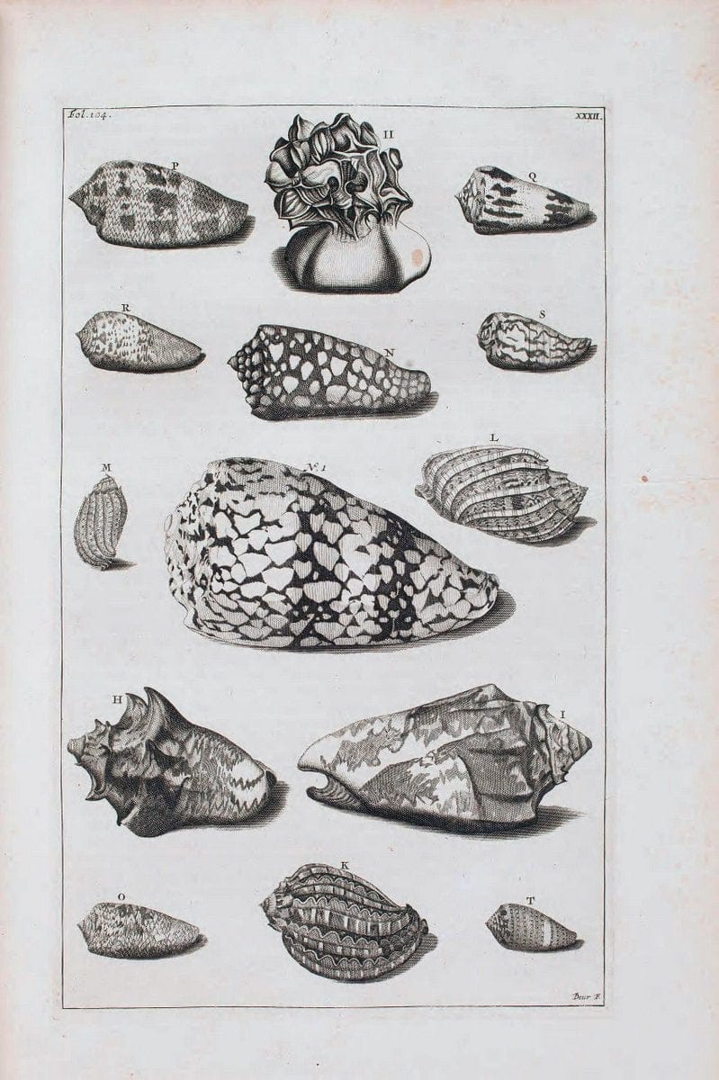 D'Amboinsche Rariteitkamer .  :.T'Amsterdam :Gedrukt by FrancÃŒÂ§ois Halma,1705. | Crustacea "Early works to 1800" Indonesia Maluku Mineralogy Mollusks "Museums Victoria" | Vintage Reproduction 465551