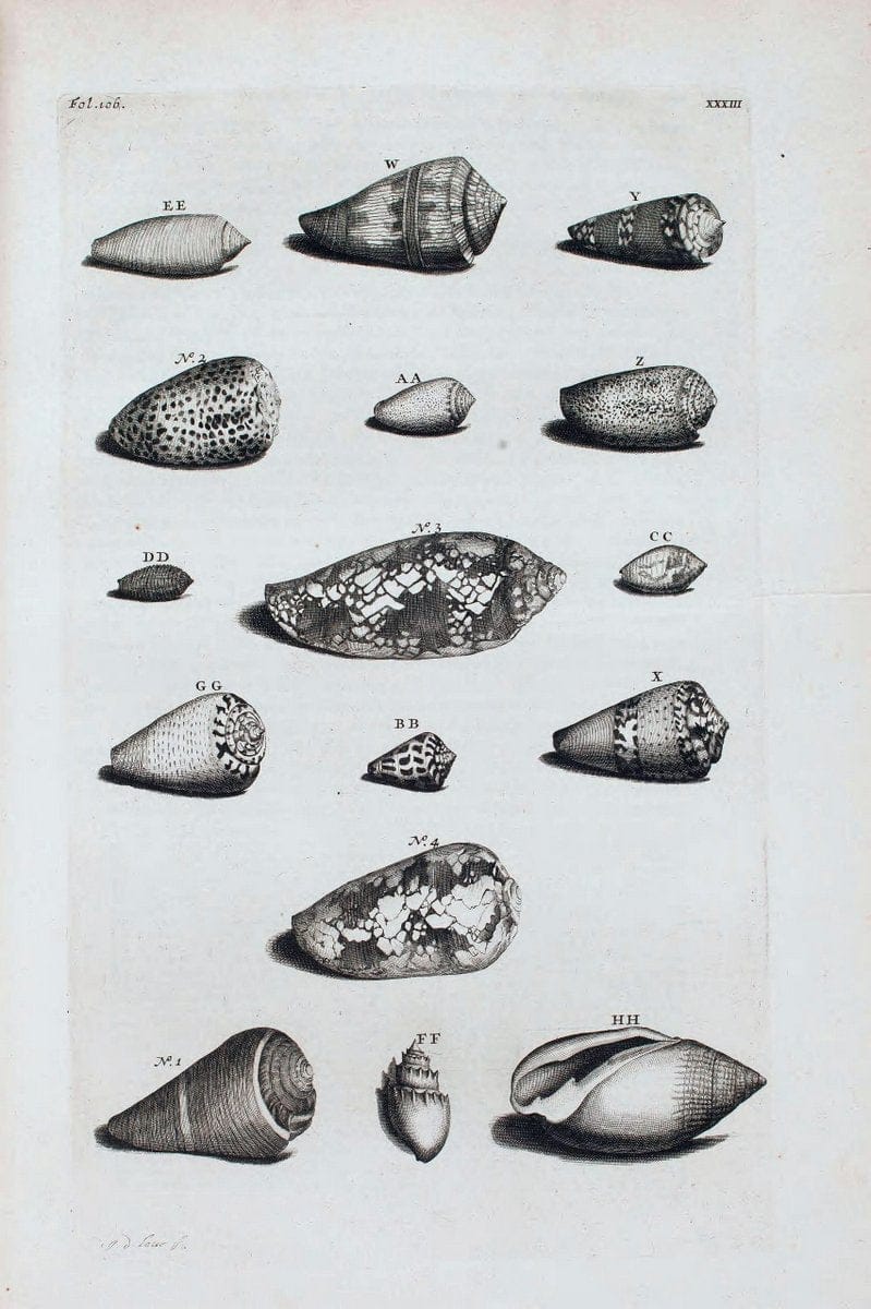 D'Amboinsche Rariteitkamer .  :.T'Amsterdam :Gedrukt by FrancÃŒÂ§ois Halma,1705. | Crustacea "Early works to 1800" Indonesia Maluku Mineralogy Mollusks "Museums Victoria" | Vintage Reproduction 465552