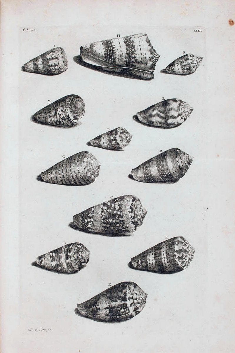 D'Amboinsche Rariteitkamer .  :.T'Amsterdam :Gedrukt by FrancÃŒÂ§ois Halma,1705. | Crustacea "Early works to 1800" Indonesia Maluku Mineralogy Mollusks "Museums Victoria" | Vintage Reproduction 465553