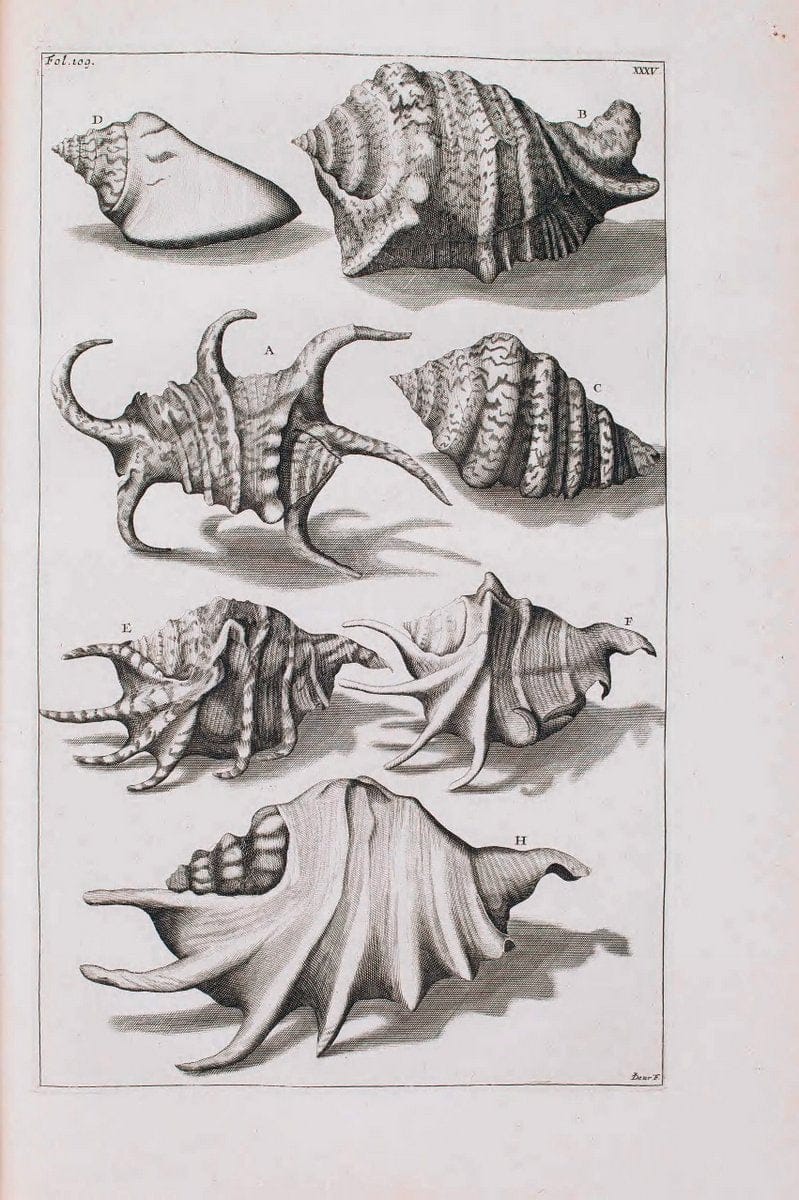 D'Amboinsche Rariteitkamer .  :.T'Amsterdam :Gedrukt by FrancÃŒÂ§ois Halma,1705. | Crustacea "Early works to 1800" Indonesia Maluku Mineralogy Mollusks "Museums Victoria" | Vintage Reproduction 465554