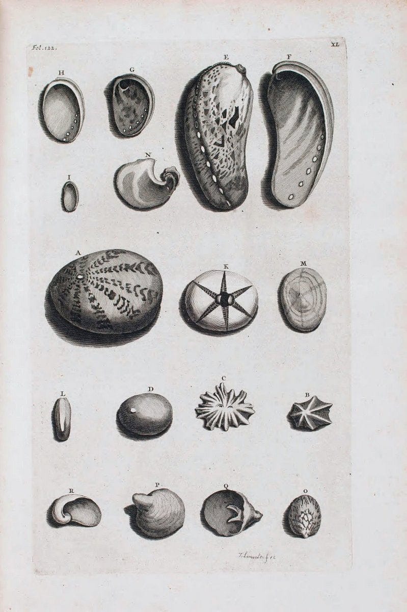 D'Amboinsche Rariteitkamer .  :.T'Amsterdam :Gedrukt by FrancÃŒÂ§ois Halma,1705. | Crustacea "Early works to 1800" Indonesia Maluku Mineralogy Mollusks "Museums Victoria" | Vintage Reproduction 465559