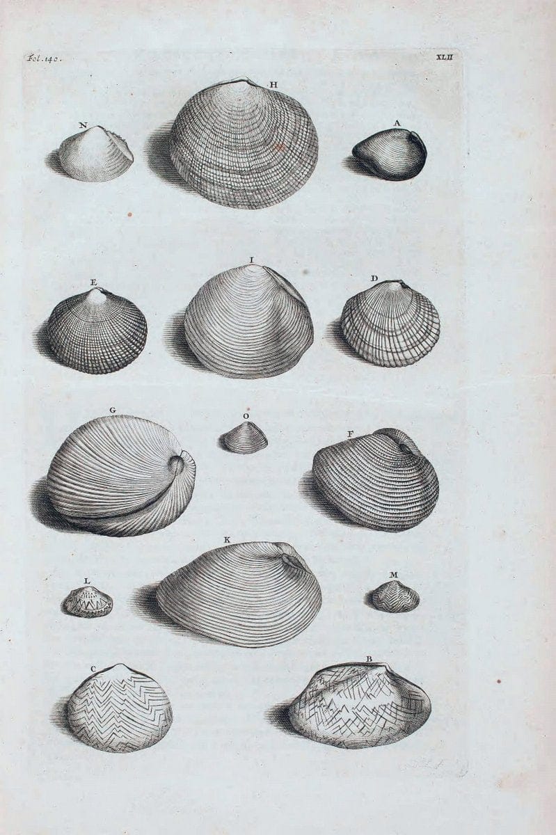 D'Amboinsche Rariteitkamer .  :.T'Amsterdam :Gedrukt by FrancÃŒÂ§ois Halma,1705. | Crustacea "Early works to 1800" Indonesia Maluku Mineralogy Mollusks "Museums Victoria" | Vintage Reproduction 465563