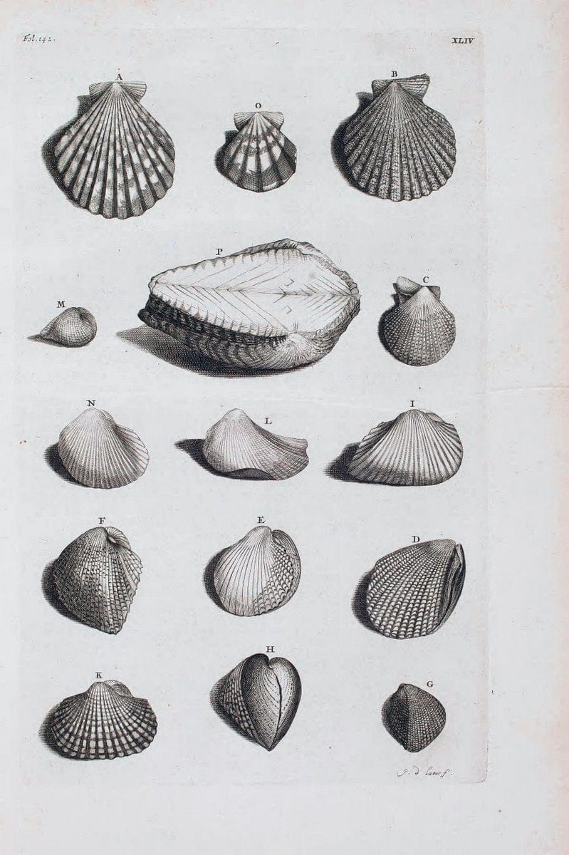 D'Amboinsche Rariteitkamer .  :.T'Amsterdam :Gedrukt by FrancÃŒÂ§ois Halma,1705. | Crustacea "Early works to 1800" Indonesia Maluku Mineralogy Mollusks "Museums Victoria" | Vintage Reproduction 465564