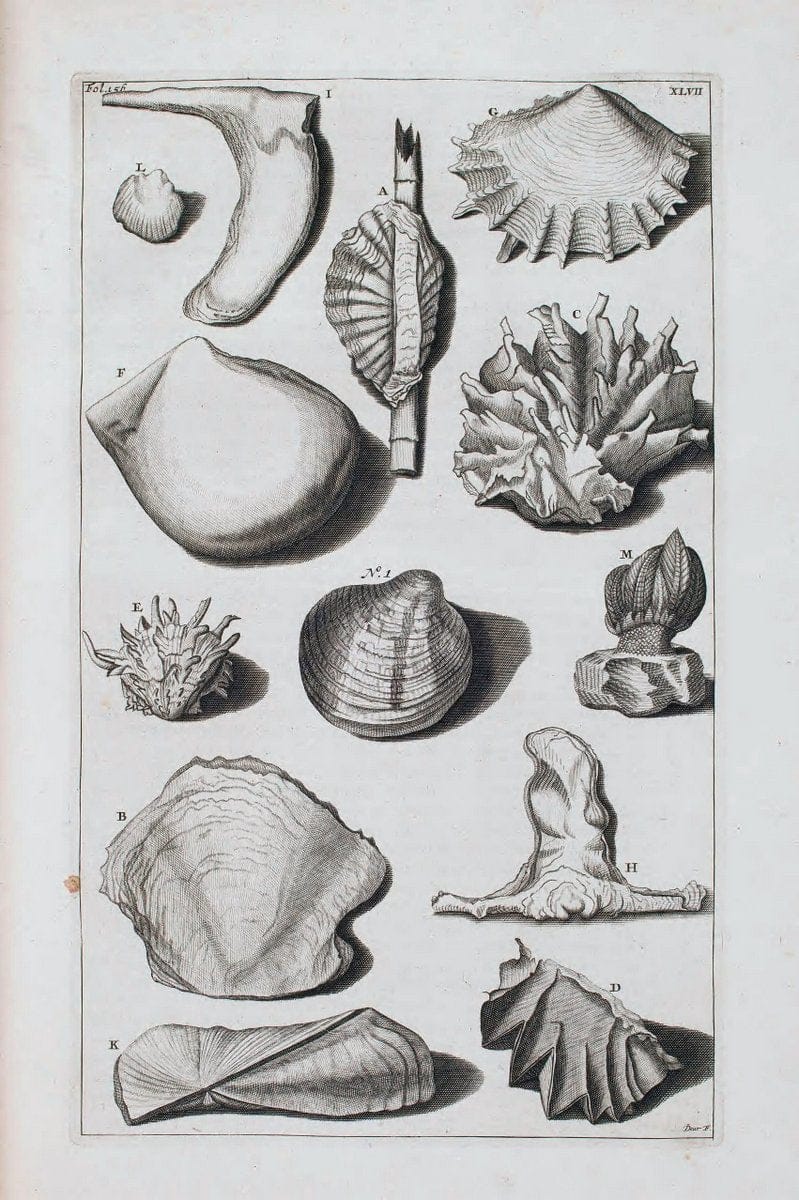 D'Amboinsche Rariteitkamer .  :.T'Amsterdam :Gedrukt by FrancÃŒÂ§ois Halma,1705. | Crustacea "Early works to 1800" Indonesia Maluku Mineralogy Mollusks "Museums Victoria" | Vintage Reproduction 465567