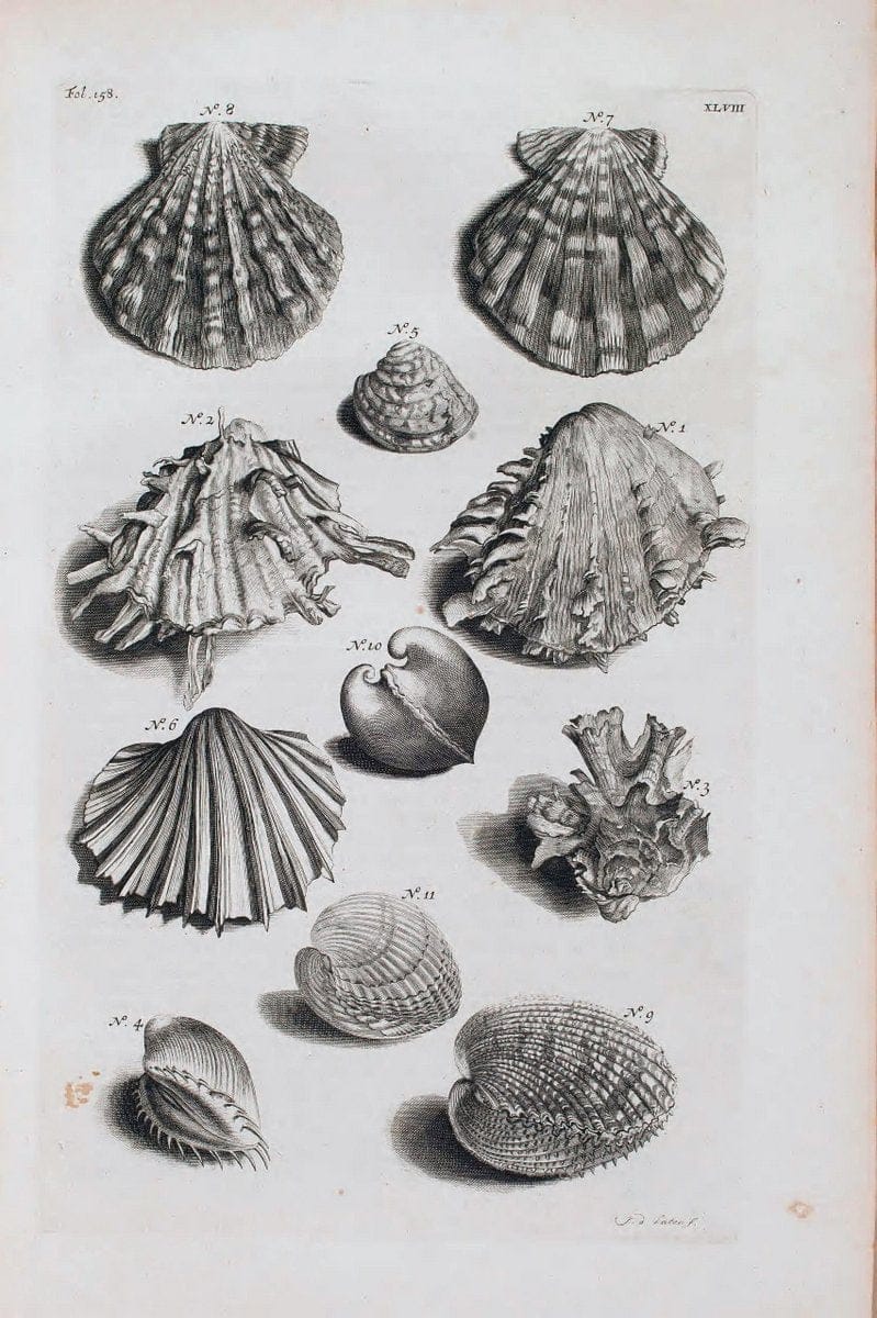 D'Amboinsche Rariteitkamer .  :.T'Amsterdam :Gedrukt by FrancÃŒÂ§ois Halma,1705. | Crustacea "Early works to 1800" Indonesia Maluku Mineralogy Mollusks "Museums Victoria" | Vintage Reproduction 465568
