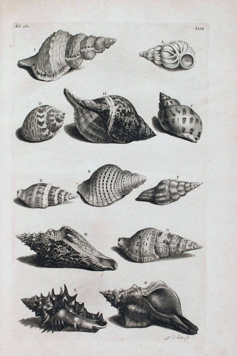 D'Amboinsche Rariteitkamer .  :.T'Amsterdam :Gedrukt by FrancÃŒÂ§ois Halma,1705. | Crustacea "Early works to 1800" Indonesia Maluku Mineralogy Mollusks "Museums Victoria" | Vintage Reproduction 465569