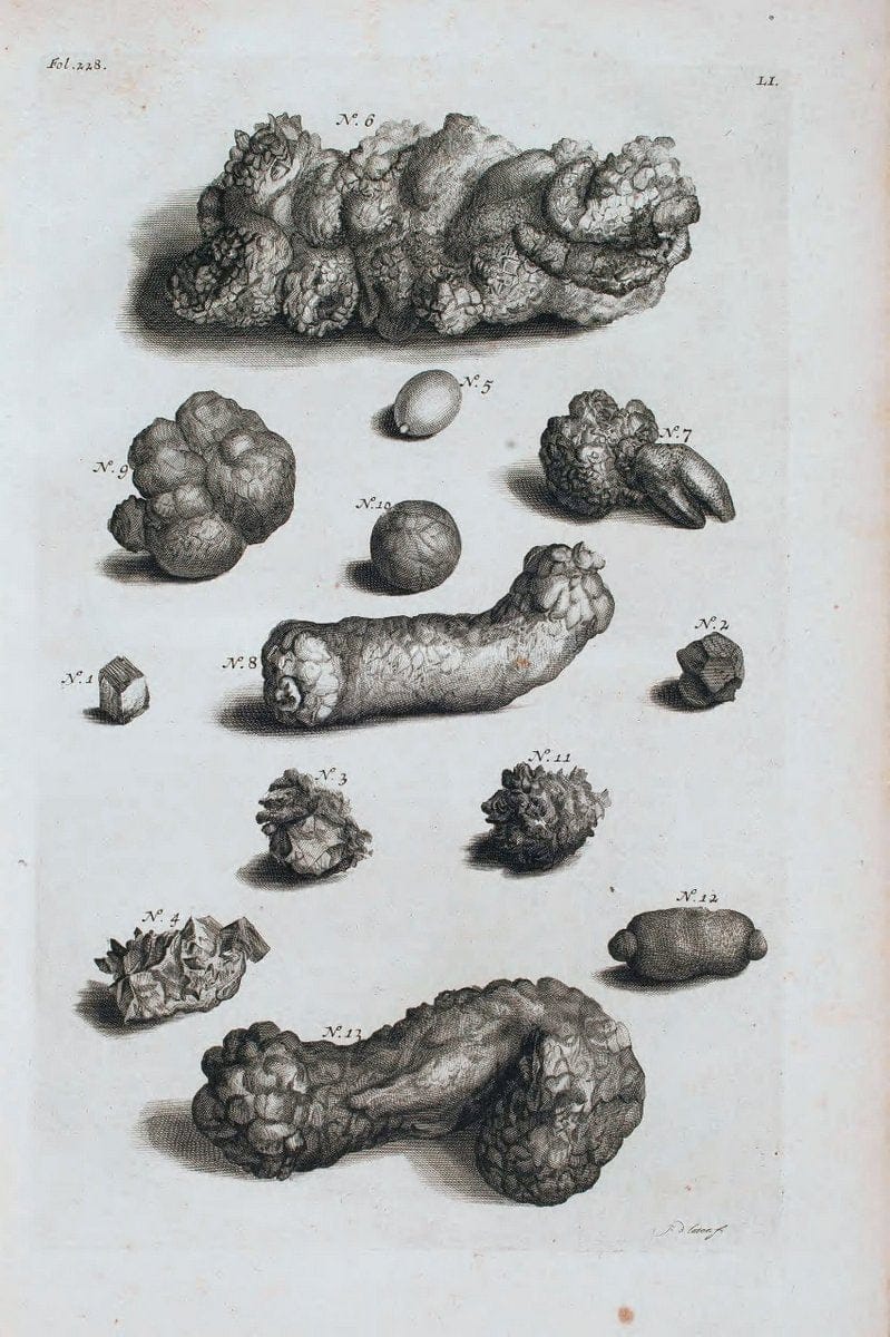 D'Amboinsche Rariteitkamer .  :.T'Amsterdam :Gedrukt by FrancÃŒÂ§ois Halma,1705. | Crustacea "Early works to 1800" Indonesia Maluku Mineralogy Mollusks "Museums Victoria" | Vintage Reproduction 465571