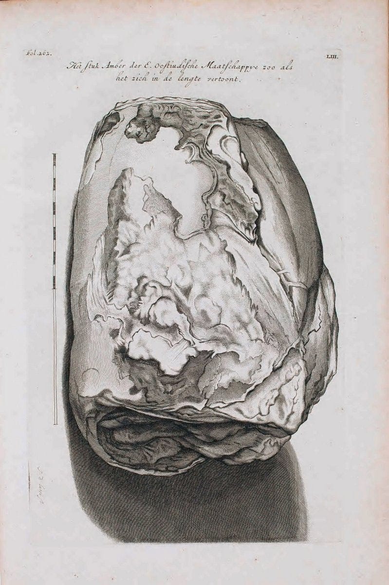 D'Amboinsche Rariteitkamer .  :.T'Amsterdam :Gedrukt by FrancÃŒÂ§ois Halma,1705. | Crustacea "Early works to 1800" Indonesia Maluku Mineralogy Mollusks "Museums Victoria" | Vintage Reproduction 465573