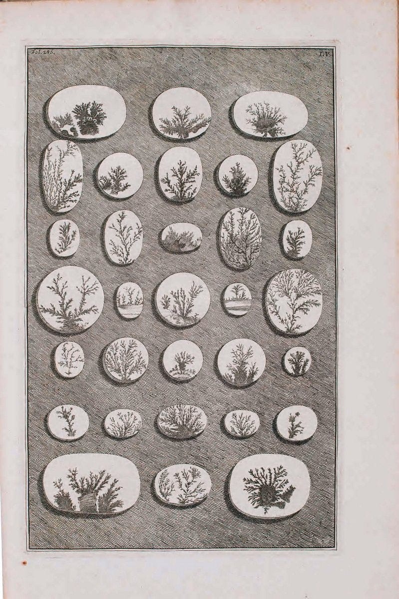 D'Amboinsche Rariteitkamer .  :.T'Amsterdam :Gedrukt by FrancÃŒÂ§ois Halma,1705. | Crustacea "Early works to 1800" Indonesia Maluku Mineralogy Mollusks "Museums Victoria" | Vintage Reproduction 465575