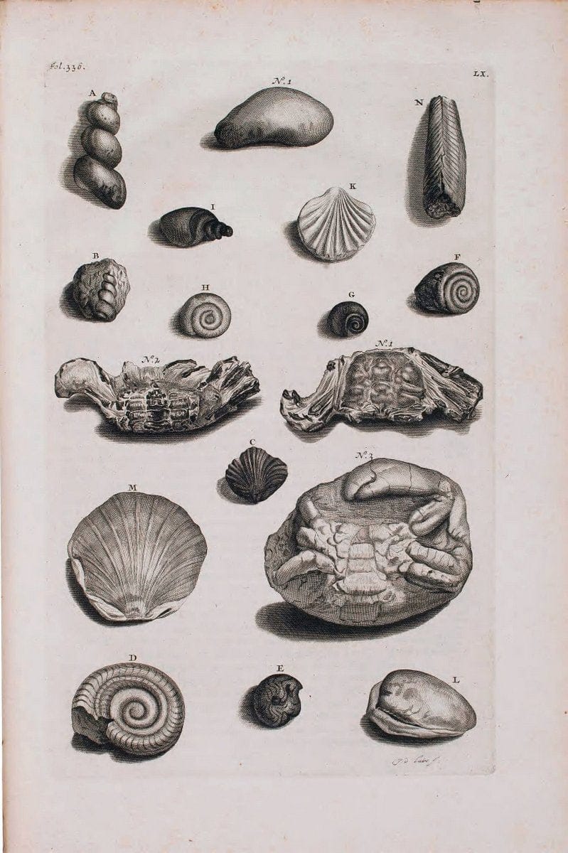 D'Amboinsche Rariteitkamer .  :.T'Amsterdam :Gedrukt by FrancÃŒÂ§ois Halma,1705. | Crustacea "Early works to 1800" Indonesia Maluku Mineralogy Mollusks "Museums Victoria" | Vintage Reproduction 465582