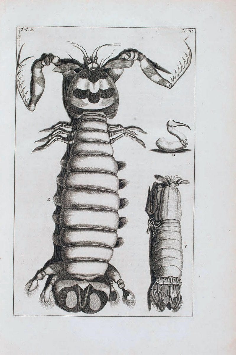 D'Amboinsche Rariteitkamer .  :.T'Amsterdam :Gedrukt by FrancÃŒÂ§ois Halma,1705. | Crustacea "Early works to 1800" Indonesia Maluku Mineralogy Mollusks "Museums Victoria" | Vintage Reproduction 465583