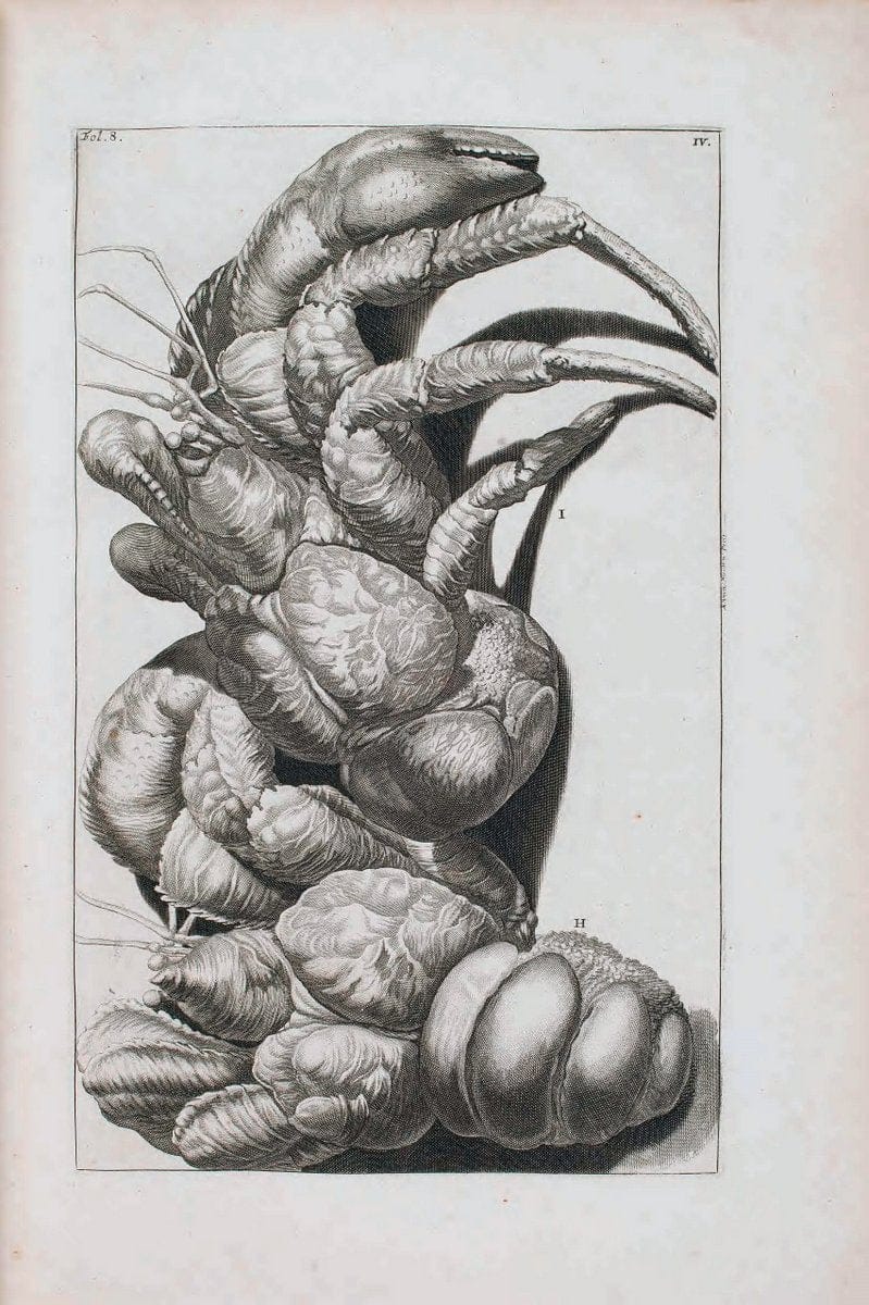 D'Amboinsche Rariteitkamer .  :.T'Amsterdam :Gedrukt by FrancÃŒÂ§ois Halma,1705. | Crustacea "Early works to 1800" Indonesia Maluku Mineralogy Mollusks "Museums Victoria" | Vintage Reproduction 465584
