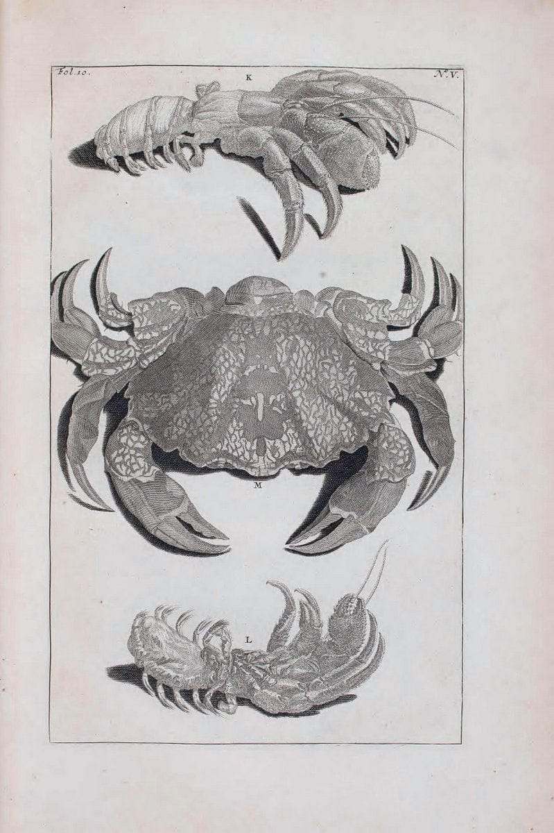 D'Amboinsche Rariteitkamer .  :.T'Amsterdam :Gedrukt by FrancÃŒÂ§ois Halma,1705. | Crustacea "Early works to 1800" Indonesia Maluku Mineralogy Mollusks "Museums Victoria" | Vintage Reproduction 465585