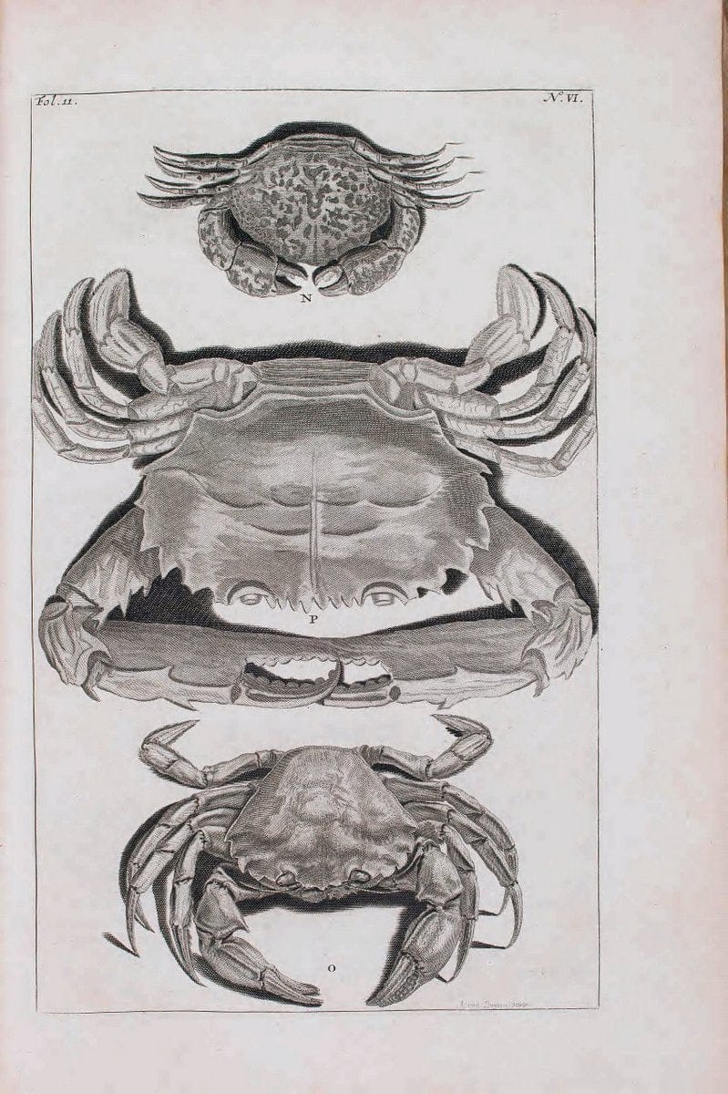 D'Amboinsche Rariteitkamer .  :.T'Amsterdam :Gedrukt by FrancÃŒÂ§ois Halma,1705. | Crustacea "Early works to 1800" Indonesia Maluku Mineralogy Mollusks "Museums Victoria" | Vintage Reproduction 465586