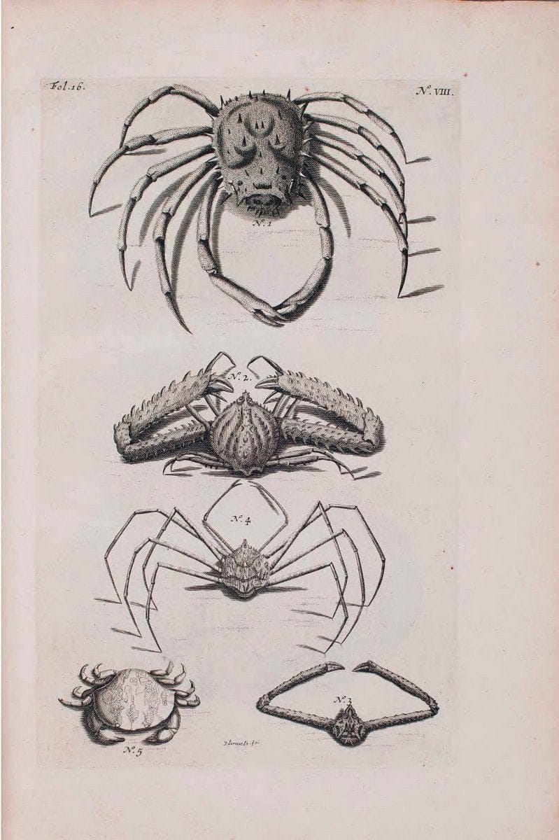 D'Amboinsche Rariteitkamer .  :.T'Amsterdam :Gedrukt by FrancÃŒÂ§ois Halma,1705. | Crustacea "Early works to 1800" Indonesia Maluku Mineralogy Mollusks "Museums Victoria" | Vintage Reproduction 465588