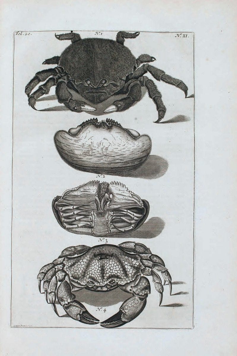 D'Amboinsche Rariteitkamer .  :.T'Amsterdam :Gedrukt by FrancÃŒÂ§ois Halma,1705. | Crustacea "Early works to 1800" Indonesia Maluku Mineralogy Mollusks "Museums Victoria" | Vintage Reproduction 465591