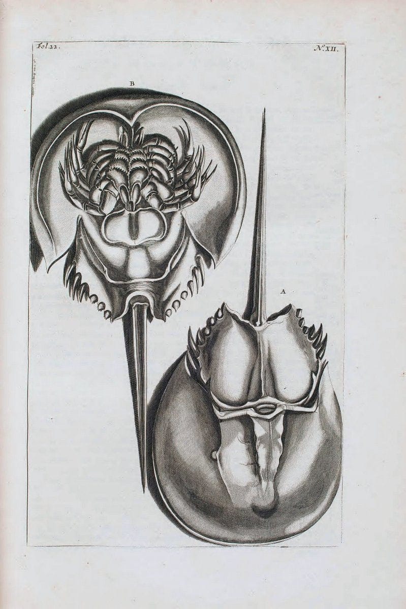 D'Amboinsche Rariteitkamer .  :.T'Amsterdam :Gedrukt by FrancÃŒÂ§ois Halma,1705. | Crustacea "Early works to 1800" Indonesia Maluku Mineralogy Mollusks "Museums Victoria" | Vintage Reproduction 465592