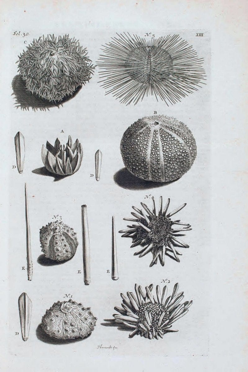 D'Amboinsche Rariteitkamer .  :.T'Amsterdam :Gedrukt by FrancÃŒÂ§ois Halma,1705. | Crustacea "Early works to 1800" Indonesia Maluku Mineralogy Mollusks "Museums Victoria" | Vintage Reproduction 465594