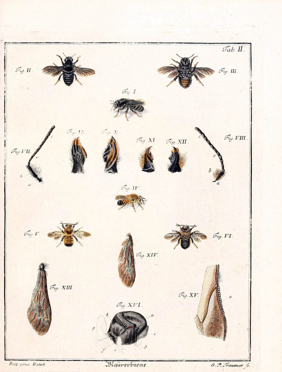 D. Jacob Christian SchÃ¤ffers Abhandlungen von Insecten :.Regensburg :Verlegts Johann Leopold Montag,1764-1779.  | Insects Parasites | Vintage Print Reproduction 465596