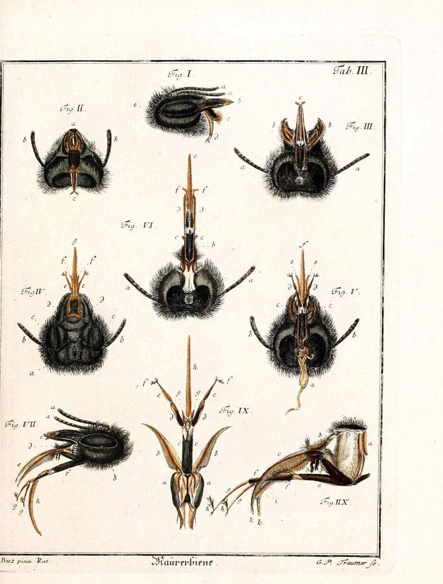 D. Jacob Christian SchÃ¤ffers Abhandlungen von Insecten :.Regensburg :Verlegts Johann Leopold Montag,1764-1779.  | Insects Parasites | Vintage Print Reproduction 465597