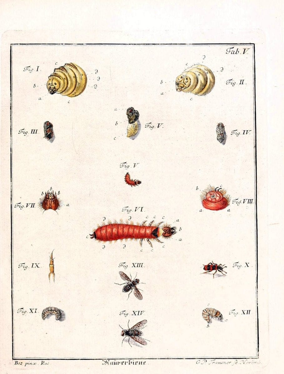 D. Jacob Christian SchÃ¤ffers Abhandlungen von Insecten :.Regensburg :Verlegts Johann Leopold Montag,1764-1779.  | Insects Parasites | Vintage Print Reproduction 465599