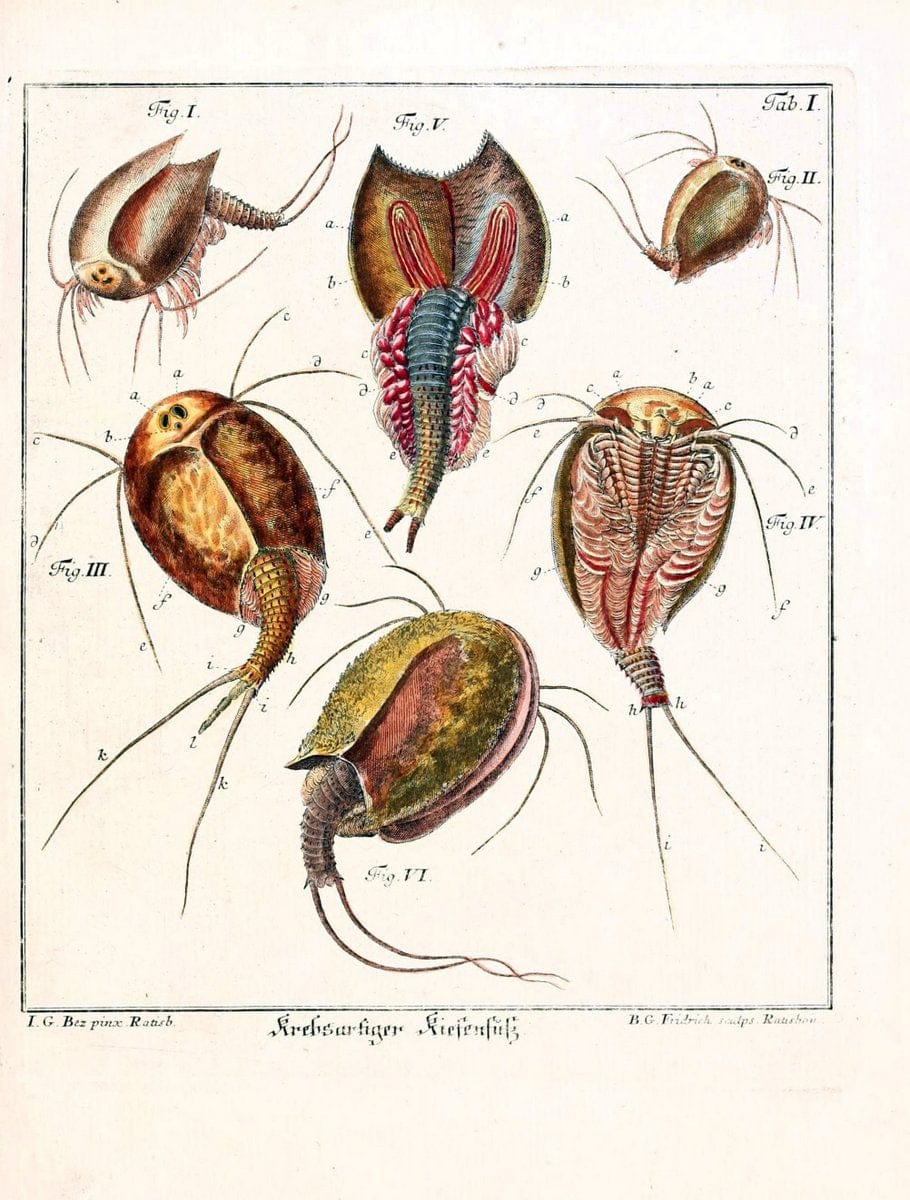 D. Jacob Christian SchÃ¤ffers Abhandlungen von Insecten :.Regensburg :Verlegts Johann Leopold Montag,1764-1779.  | Insects Parasites | Vintage Print Reproduction 465600