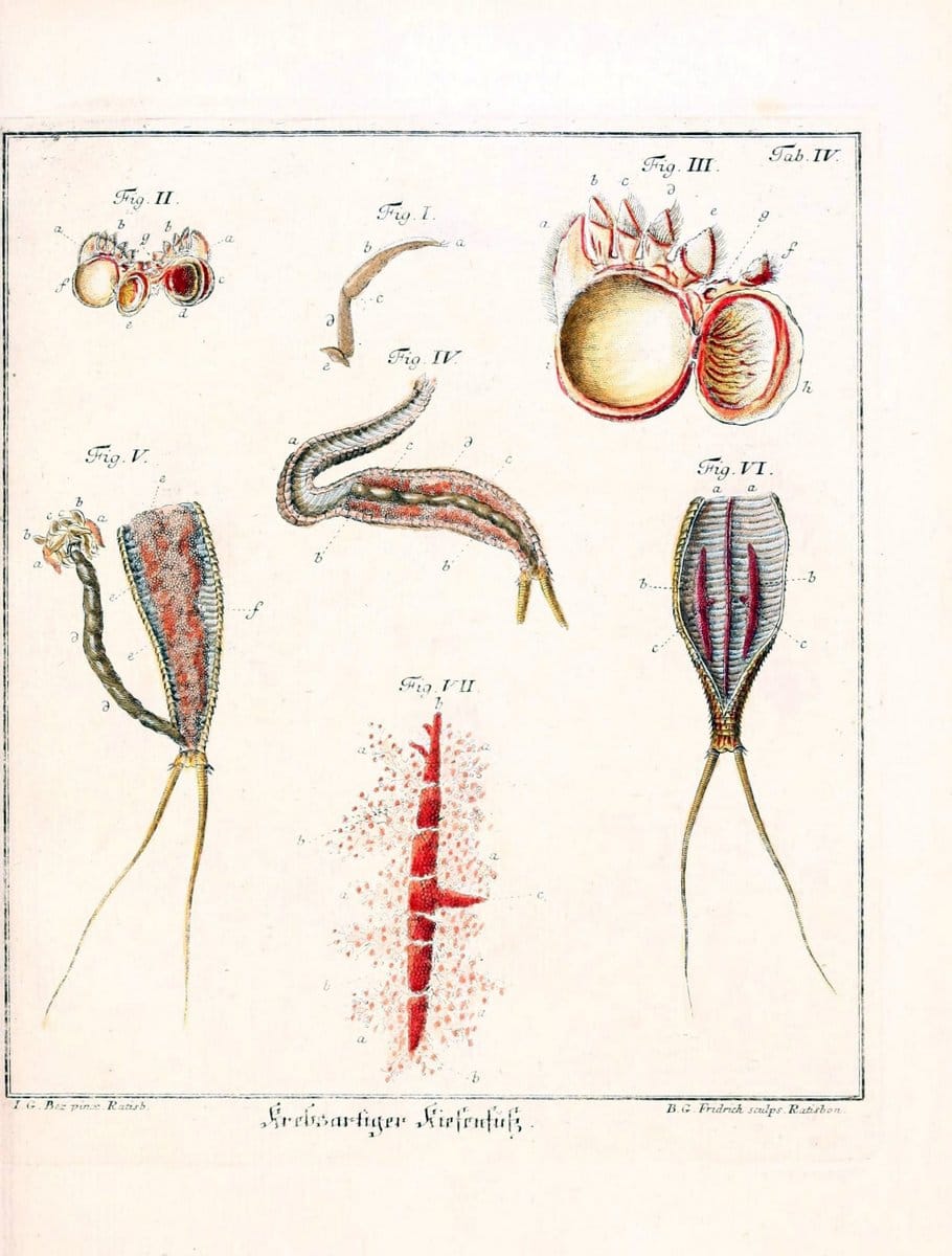 D. Jacob Christian SchÃ¤ffers Abhandlungen von Insecten :.Regensburg :Verlegts Johann Leopold Montag,1764-1779.  | Insects Parasites | Vintage Print Reproduction 465603