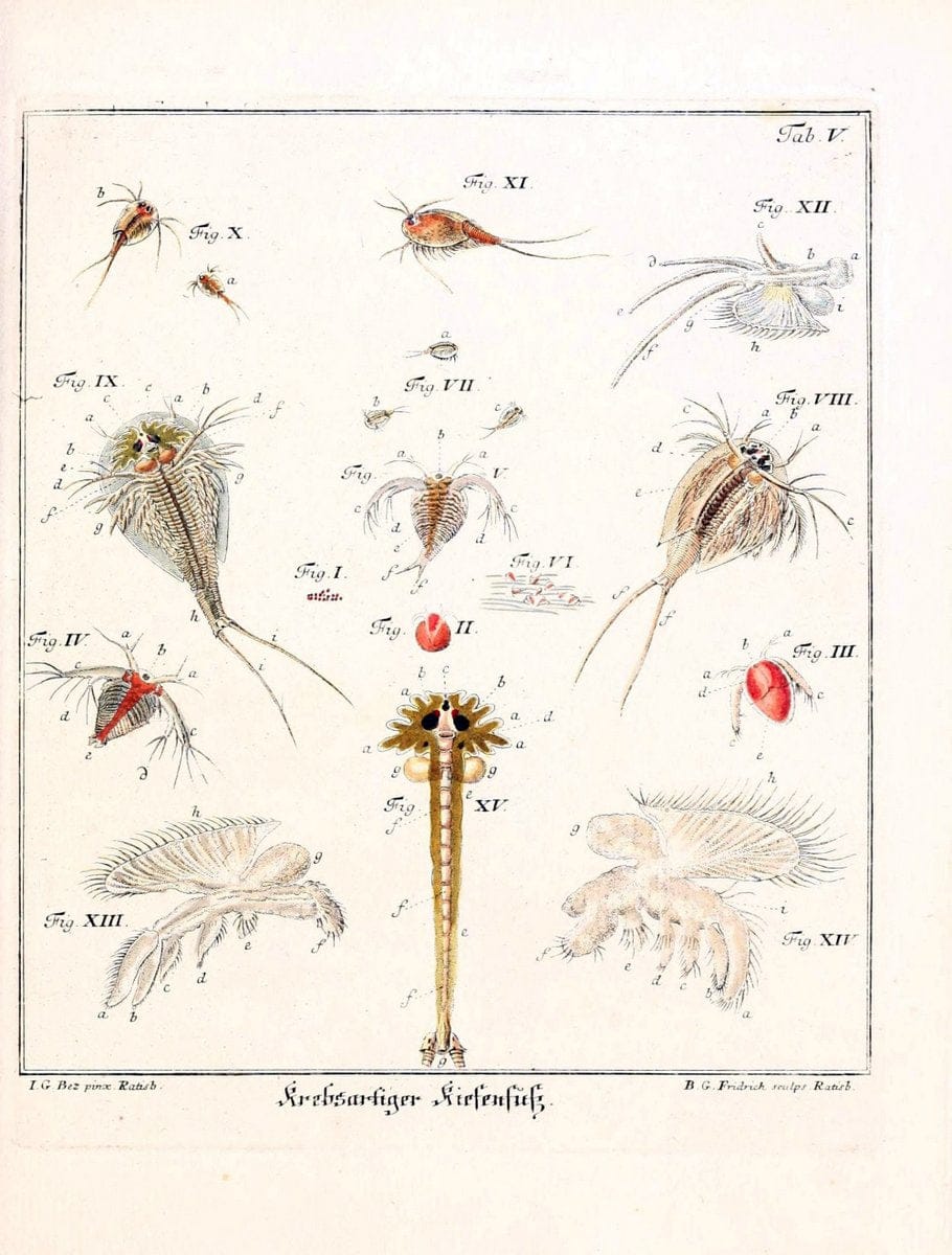 D. Jacob Christian SchÃ¤ffers Abhandlungen von Insecten :.Regensburg :Verlegts Johann Leopold Montag,1764-1779.  | Insects Parasites | Vintage Print Reproduction 465604