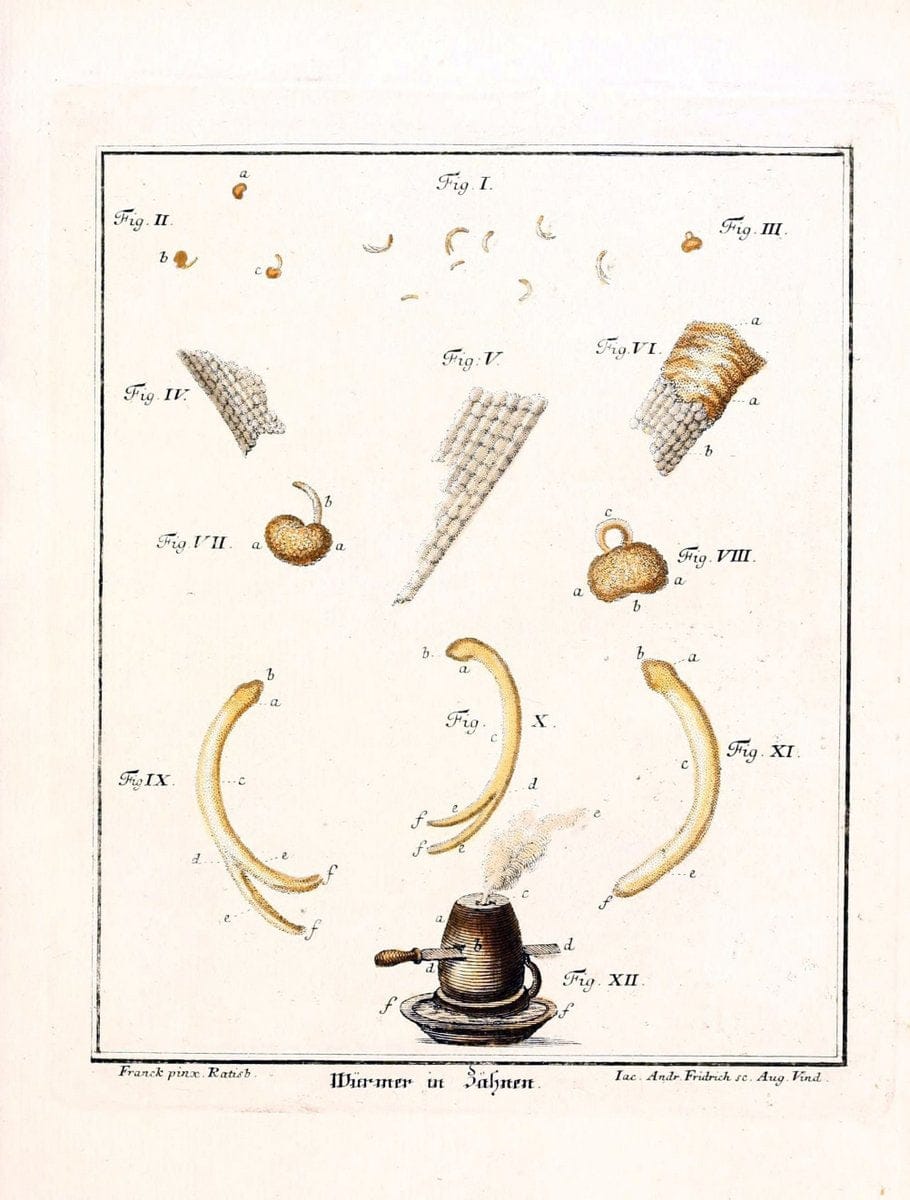 D. Jacob Christian SchÃ¤ffers Abhandlungen von Insecten :.Regensburg :Verlegts Johann Leopold Montag,1764-1779.  | Insects Parasites | Vintage Print Reproduction 465607