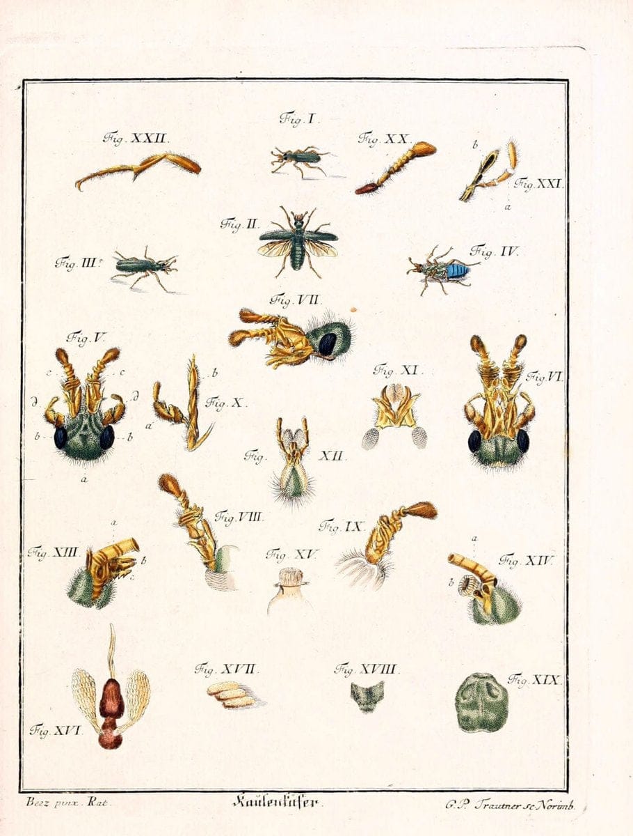 D. Jacob Christian SchÃ¤ffers Abhandlungen von Insecten :.Regensburg :Verlegts Johann Leopold Montag,1764-1779.  | Insects Parasites | Vintage Print Reproduction 465610