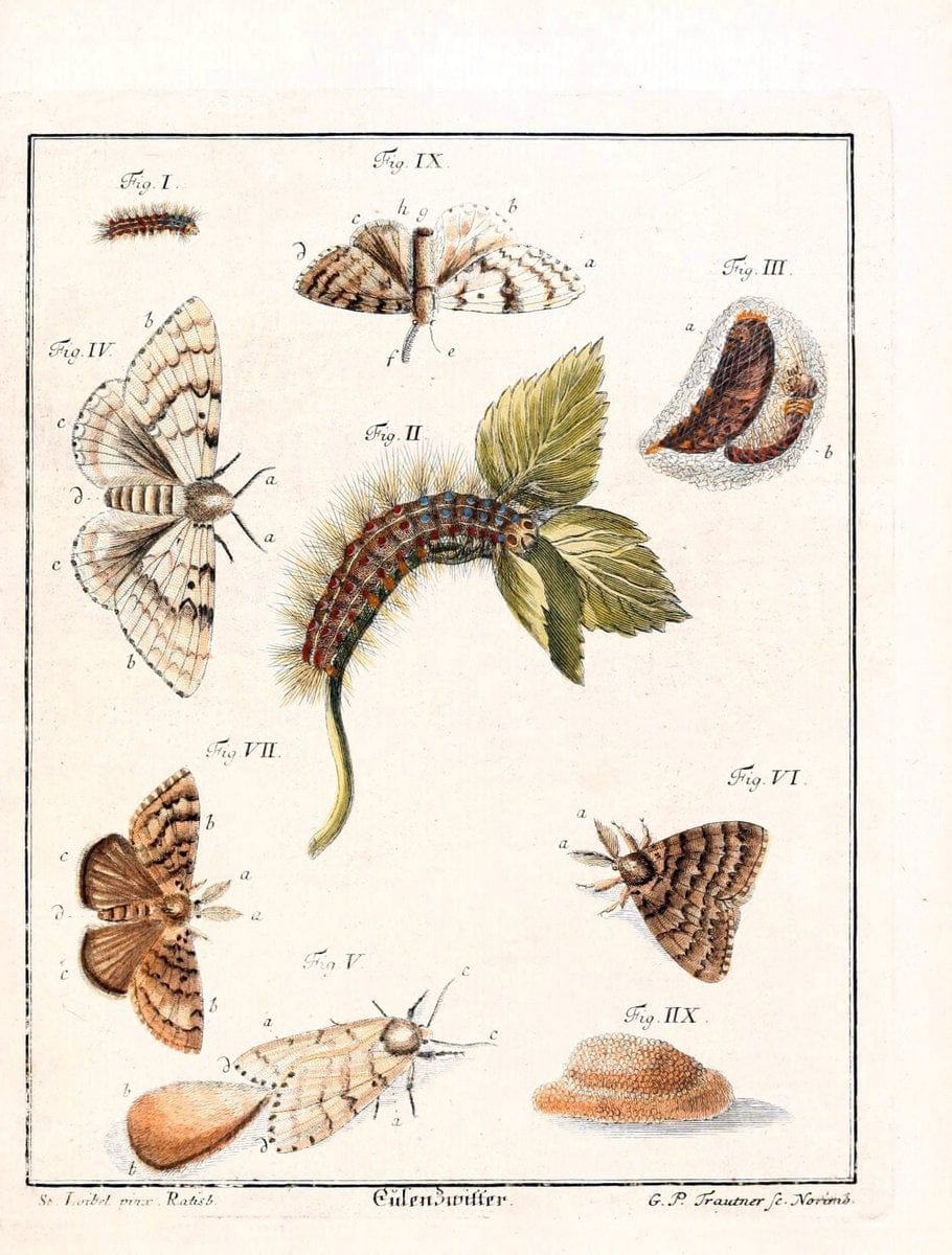 D. Jacob Christian SchÃ¤ffers Abhandlungen von Insecten :.Regensburg :Verlegts Johann Leopold Montag,1764-1779.  | Insects Parasites | Vintage Print Reproduction 465611