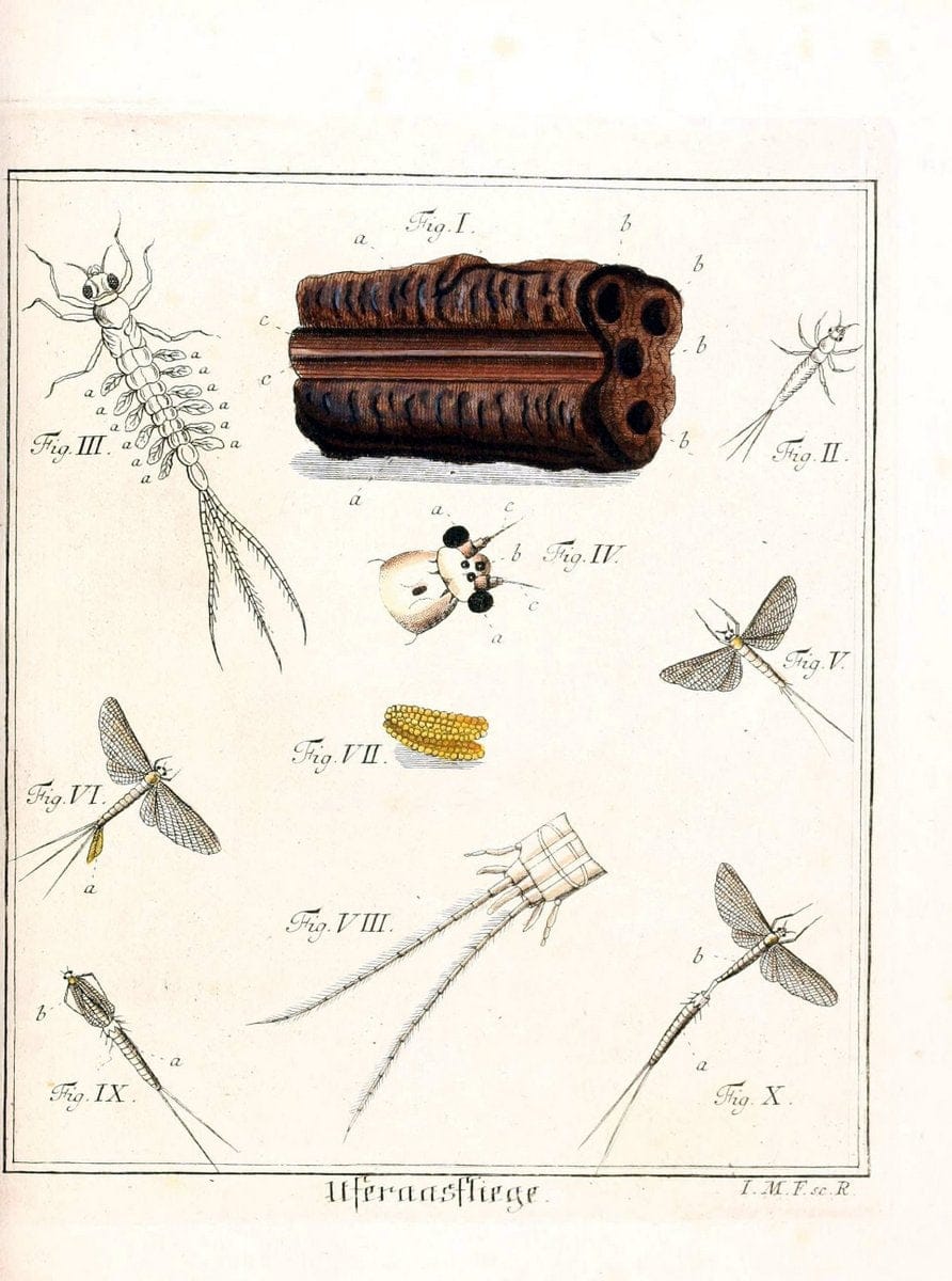D. Jacob Christian SchÃ¤ffers Abhandlungen von Insecten :.Regensburg :Verlegts Johann Leopold Montag,1764-1779.  | Insects Parasites | Vintage Print Reproduction 465612