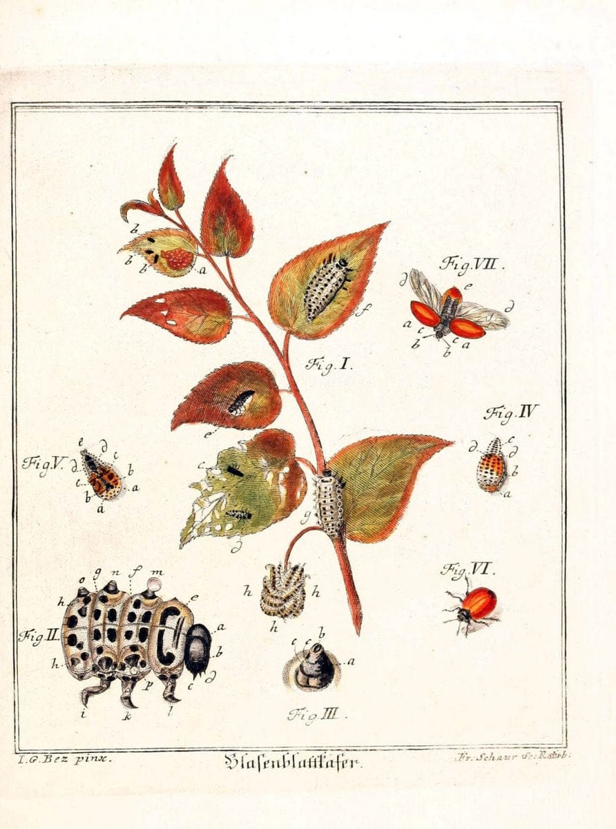 D. Jacob Christian SchÃ¤ffers Abhandlungen von Insecten :.Regensburg :Verlegts Johann Leopold Montag,1764-1779.  | Insects Parasites | Vintage Print Reproduction 465616