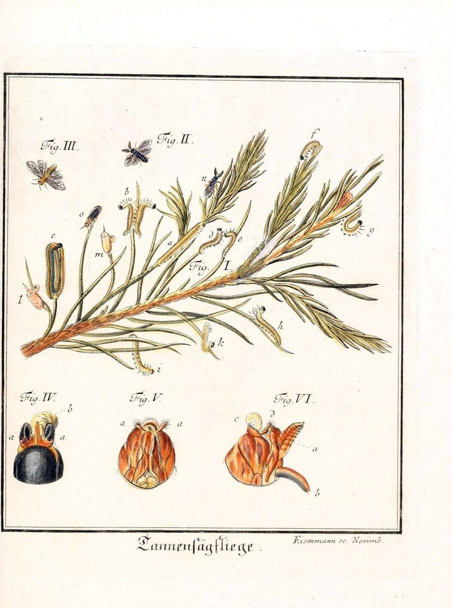 D. Jacob Christian SchÃ¤ffers Abhandlungen von Insecten :.Regensburg :Verlegts Johann Leopold Montag,1764-1779.  | Insects Parasites | Vintage Print Reproduction 465620