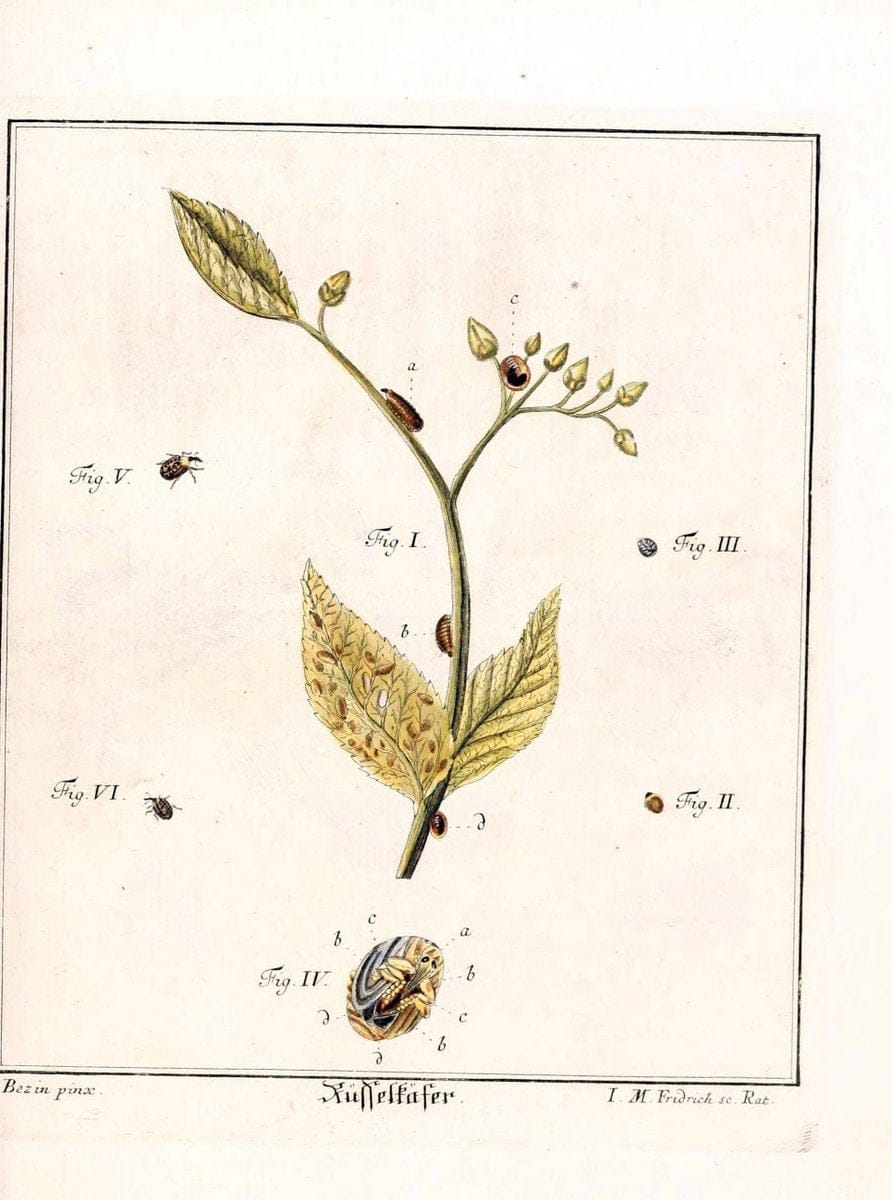 D. Jacob Christian SchÃ¤ffers Abhandlungen von Insecten :.Regensburg :Verlegts Johann Leopold Montag,1764-1779.  | Insects Parasites | Vintage Print Reproduction 465621