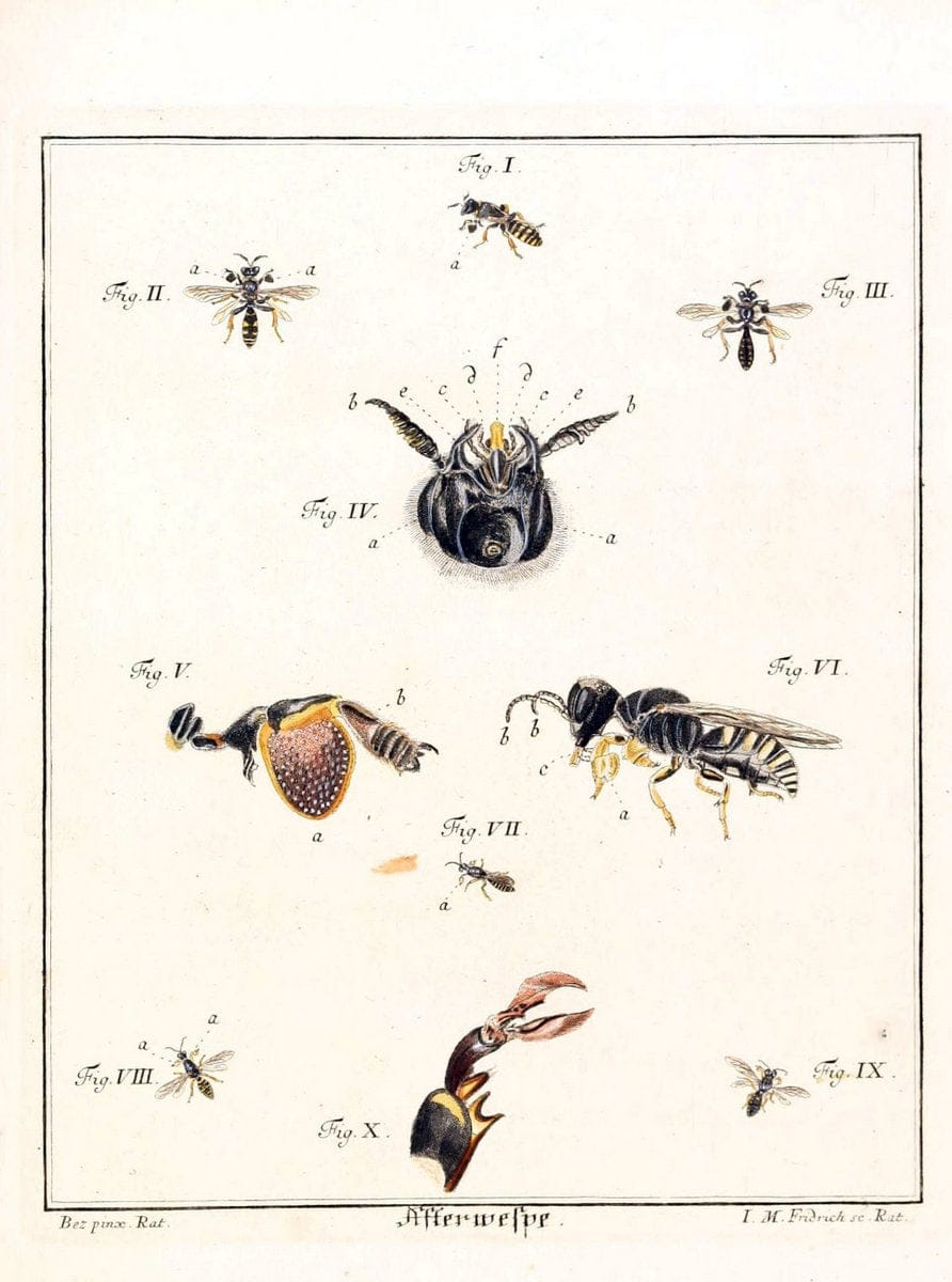 D. Jacob Christian SchÃ¤ffers Abhandlungen von Insecten :.Regensburg :Verlegts Johann Leopold Montag,1764-1779.  | Insects Parasites | Vintage Print Reproduction 465623