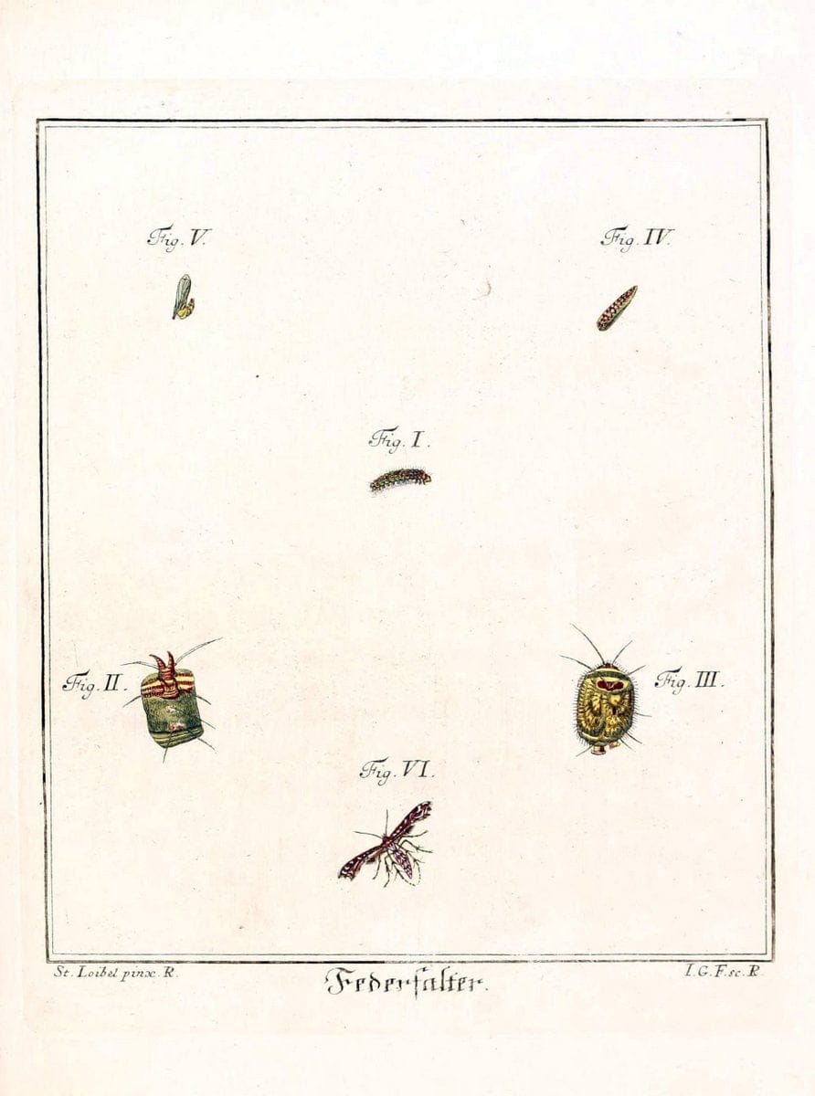 D. Jacob Christian SchÃ¤ffers Abhandlungen von Insecten :.Regensburg :Verlegts Johann Leopold Montag,1764-1779.  | Insects Parasites | Vintage Print Reproduction 465624