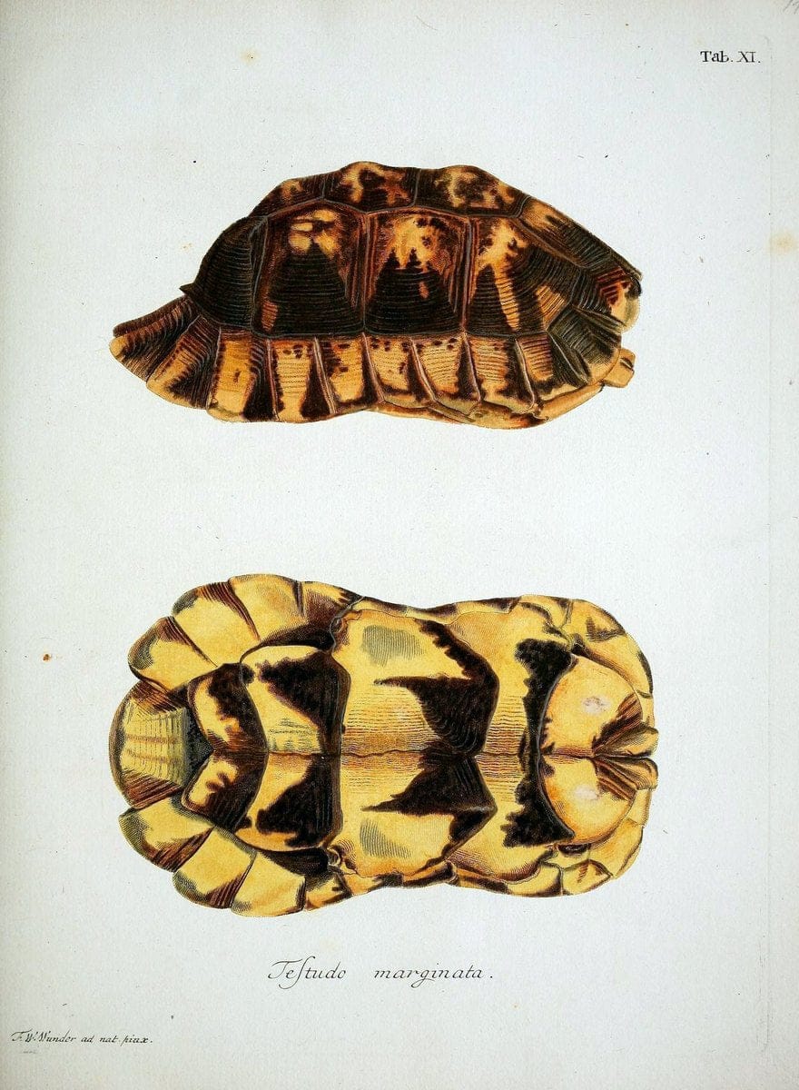 D. Johann David SchÃ¶pfs kÃ¶nigl. Preuss. hofraths  Naturgeschichte der SchildkrÃ¶ten :.Erlangen :Bey Johann Jakob Palm,1792[-1801]. |  | Vintage Print Reproduction 465626