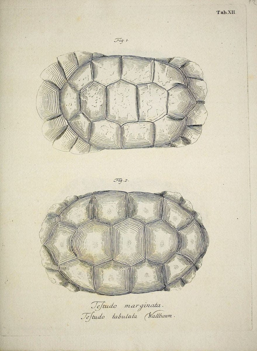 D. Johann David SchÃ¶pfs kÃ¶nigl. Preuss. hofraths  Naturgeschichte der SchildkrÃ¶ten :.Erlangen :Bey Johann Jakob Palm,1792[-1801]. |  | Vintage Print Reproduction 465627