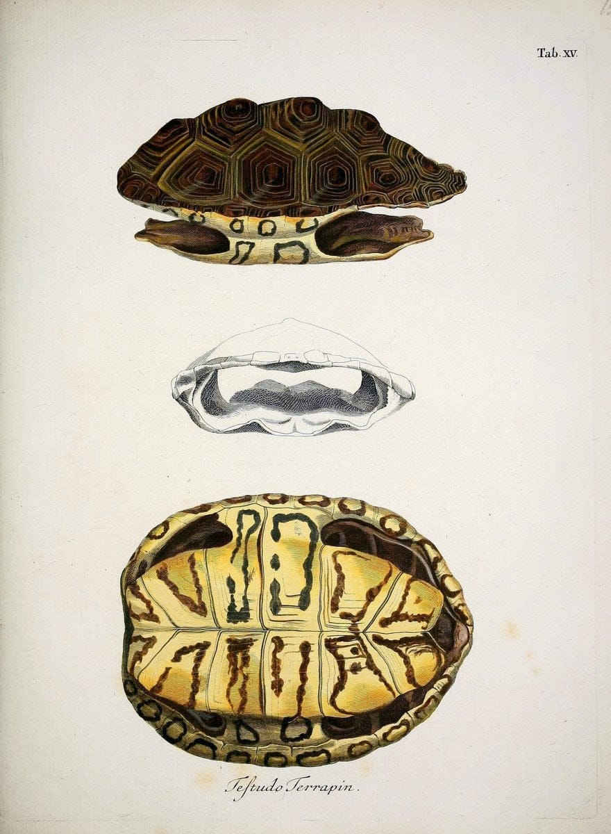 D. Johann David SchÃ¶pfs kÃ¶nigl. Preuss. hofraths  Naturgeschichte der SchildkrÃ¶ten :.Erlangen :Bey Johann Jakob Palm,1792[-1801]. |  | Vintage Print Reproduction 465630