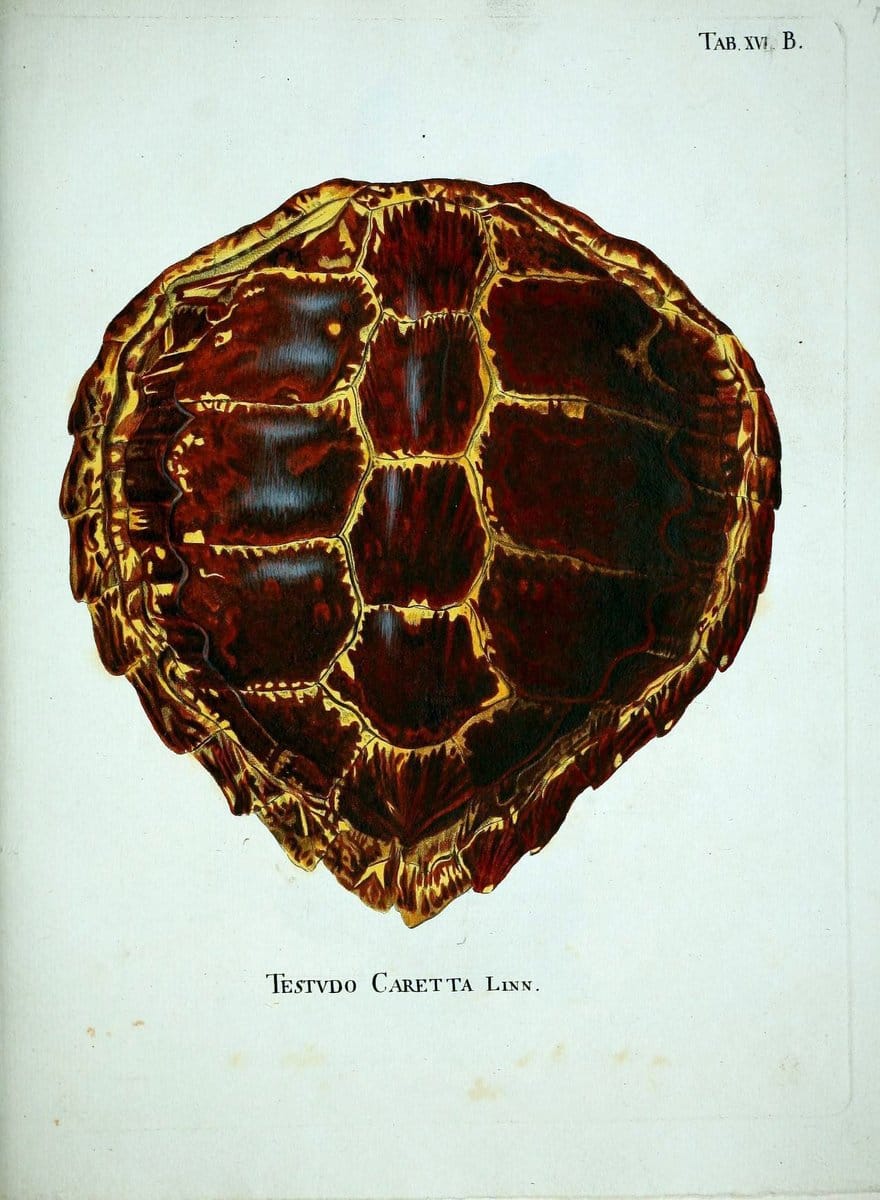 D. Johann David SchÃ¶pfs kÃ¶nigl. Preuss. hofraths  Naturgeschichte der SchildkrÃ¶ten :.Erlangen :Bey Johann Jakob Palm,1792[-1801]. |  | Vintage Print Reproduction 465632