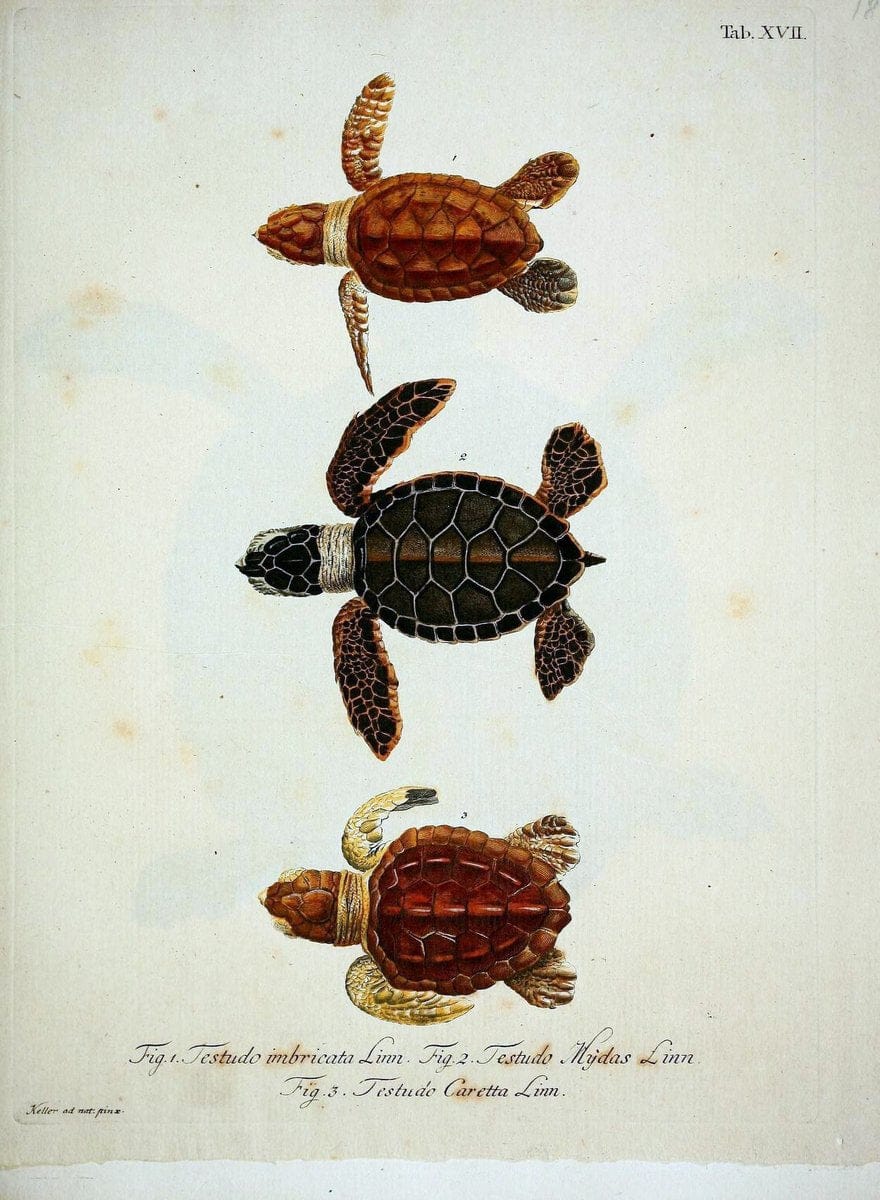 D. Johann David SchÃ¶pfs kÃ¶nigl. Preuss. hofraths  Naturgeschichte der SchildkrÃ¶ten :.Erlangen :Bey Johann Jakob Palm,1792[-1801]. |  | Vintage Print Reproduction 465633