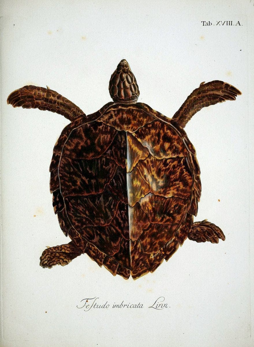 D. Johann David SchÃ¶pfs kÃ¶nigl. Preuss. hofraths  Naturgeschichte der SchildkrÃ¶ten :.Erlangen :Bey Johann Jakob Palm,1792[-1801]. |  | Vintage Print Reproduction 465634